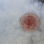 embryo in liquid nitrogen