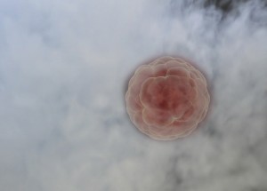 embryo in liquid nitrogen