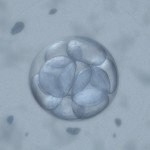 human embryo